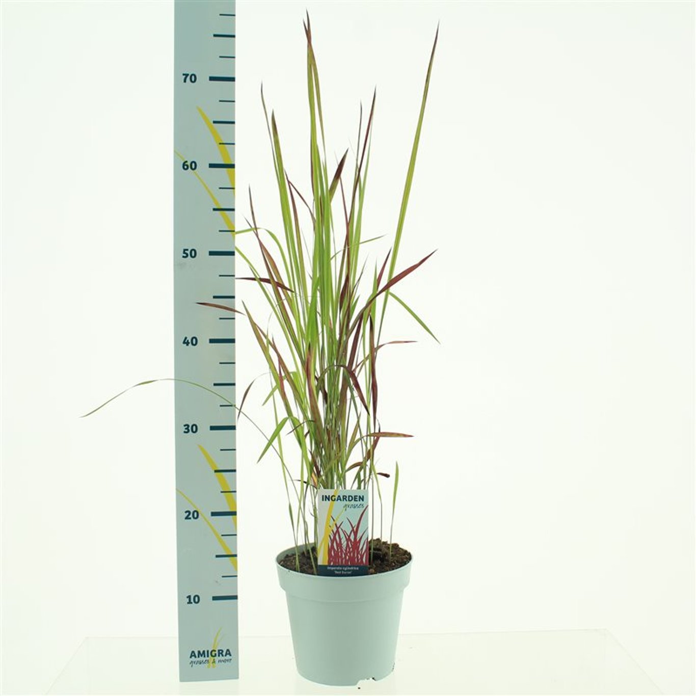 Imperata cylindrica 'Red Baron' - C2